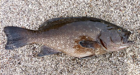 Mycteroperca interstitialis (Poey, 1860)